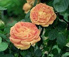 Tea roses in containers are sold when the plants are actively growing, from spring into summer. Hybrid Tea Rose Wikipedia