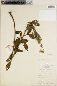 Image result for Blumea adamsii