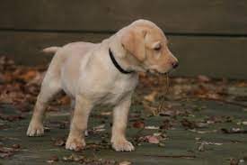 Kontakt vores adoptionskontor telefonisk kl. Hvalpe Kennel Neatmoor