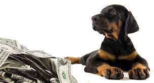 Adopting a doberman pinscher will cost anywhere between $50 to $300 in adoption fees, depending on the requirements of the specific shelter or rescue. How Much Is A Doberman Pinscher Puppy To Buy And Raise
