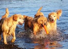 Tangleloft Goldens Quality Golden Retriever Puppies And Adults In Massachusetts And New England