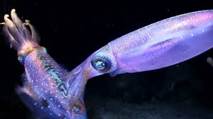 Sotong sendiri adalah hewan laut dari ordo sepiida. 5 Spesies Sotong Popular Umpan