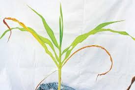 スイートコーン窒素欠乏