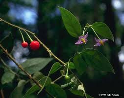 Image result for Solanum scabrum