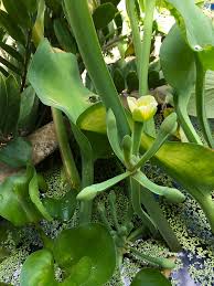 Image result for Limnocharitaceae