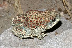 Image result for Adenodolichos punctatus