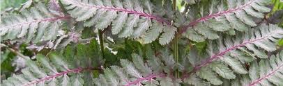 Image result for Athyrium
