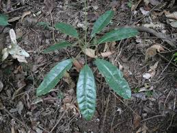 Image result for Astropanax abyssinicus