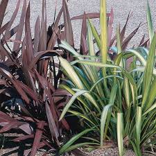 New zealand flax — noun or new zealand hemp usage: New Zealand Flax Phormium Tenax My Garden Life