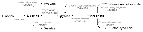 sleep promoting effects of threonine link amino acid