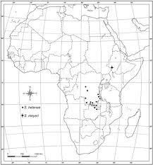 Image result for Stomatanthes