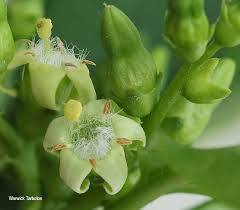 Image result for Vangueria madagascariensis