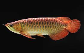 Arowana 5490620 Ikan Ikan Eksotis Aquarium Ikan