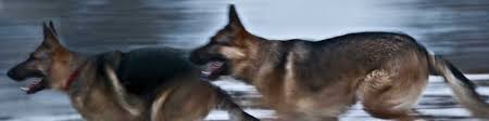 Find german shepherds for sale in barrie, ontario on oodle classifieds. Sam Malatesta President Klienbrook Kennels Ltd Linkedin