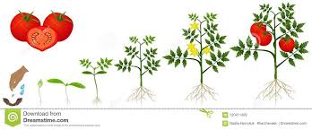 Cycle Of Growth Of A Tomato Plant Isolated On A White Background Tomato Plants Plants White Background