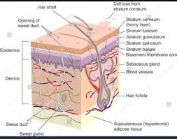 Learn more about it through movies, quizzes, articles, and more. Draw The Diagram Of Vertical Section Of Human Skin Fast Brainly In