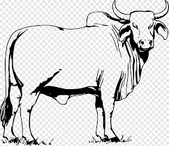 Contain flat pray, bihu, buddha, brahman, nakatheng, anise, ugadi, krishna janmashtami, brahma,. Ox Brahman Cattle Bull Bull Mammal Animals Png Pngegg