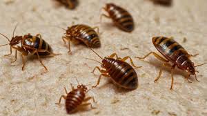 Bed Bug Control