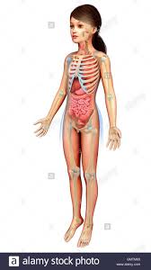 The human body is one complex network, universally accepted as the most intriguing construct. Female Anatomy Of Internal Organs With Skeleton Rear And Front Views Stock Photo Alamy