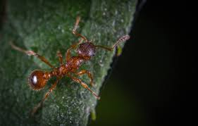 Some of the male members of the colony are known to. How Long Do Ants Live Owlcation