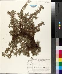 Image result for Bergia pentheriana