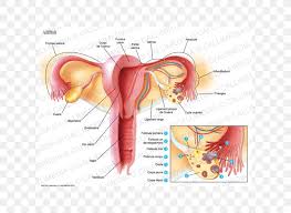Uterus Fallopian Tube Ovary Myometrium Anatomy Png 600x600px Watercolor Cartoon Flower Frame Heart Download Free