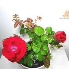 Harga tanaman bunga mawar holland. Tanaman Bunga Mawar Harga Agustus 2021 Blibli