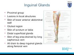 They help in moving our neck flexibly and protect the pharynx and tonsils area. Anatomy Of Groin