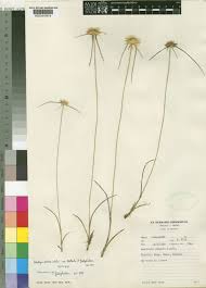 Image result for Ascolepis lineariglumis