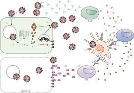 Bloomberg reported on friday that the medicines and healthcare products regulatory agency started a rolling review of the vaccine from pfizer in recent weeks, and has also begun an accelerated review. Sars Cov 2 Immunity Review And Applications To Phase 3 Vaccine Candidates The Lancet