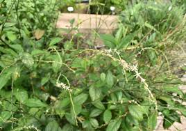 Image result for Petiveria alliacea