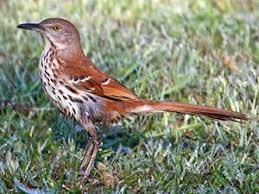 Identification Birds Of North Georgia Birdwatching Is A Fun Pastime In The Rolling Hills Of North Georgia Look Out For The Brown Thrasher Pictured Abov Birds Of Georgia List Of Birds Common Birds