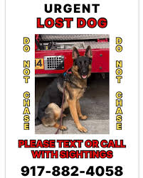 Image result for lost dog