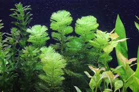 カボンバ 金魚藻 金魚水槽 メダカ水槽の定番の水草 水草動画ブログ