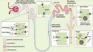 Image result for Loop Diuretic