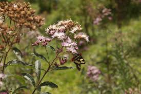 Image result for Vernonanthura polyanthes