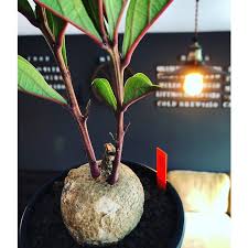 Image result for Adenia goetzei