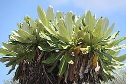 Image result for Dendrosenecio erici-rosenii