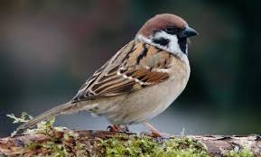 Birds That Start With An S 25 Gorgeous Animals That Start With Letter S Birds Giant Animals Sparrow Bird