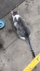 FOUND!! Female cat near Francis, UT. By Jordanelle in the rock cliff area. 