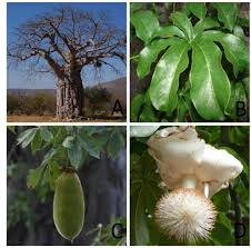 Image result for Cienfuegosia digitata