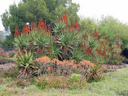 As you stroll through the arboretum, you'll find. Los Angeles County Arboretum Botanic Garden