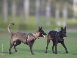 Maybe you would like to learn more about one of these? Contact Us Dark Malinois