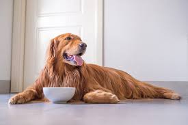 Maybe you would like to learn more about one of these? The Golden Retriever Eating Jigsaw Puzzle Online