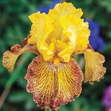 Breck S Jitterbug Bearded Iris Yellow And Red Flowers Live Bareroot Plant 07603 The Home Depot Bearded Iris Flowers Bulb Flowers