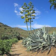 Image result for Agave americana