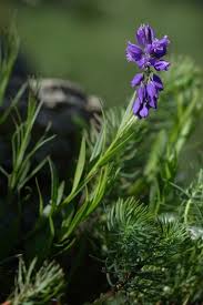 Image result for Polygala capillaris