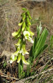 Image result for Eriosema