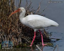 Image result for Ibis White 2017 Q1