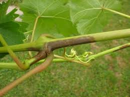 Image result for Metasphaeria diplodiella